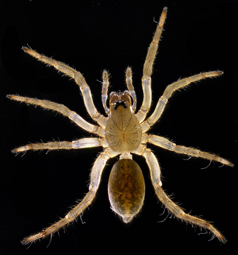 クモ目（Araneae）の画像