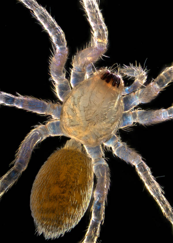 クモ目（Araneae）の画像