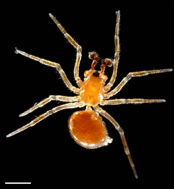 クモ目（Araneae）の画像