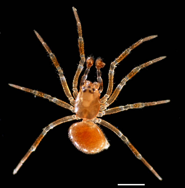 クモ目（Araneae）の画像