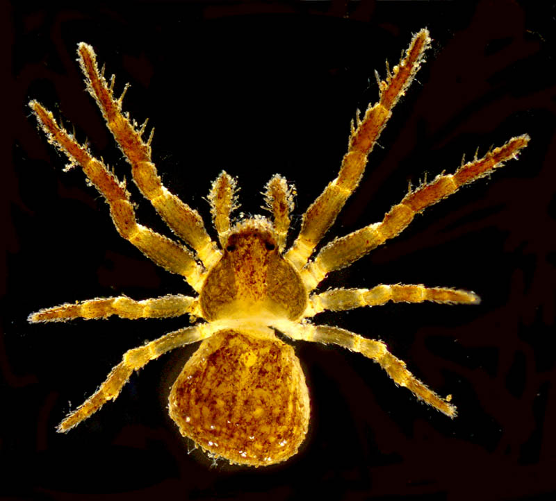 クモ目（Araneae）の画像