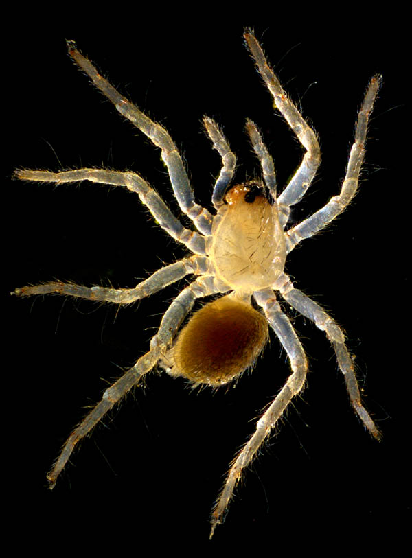 クモ目（Araneae）の画像