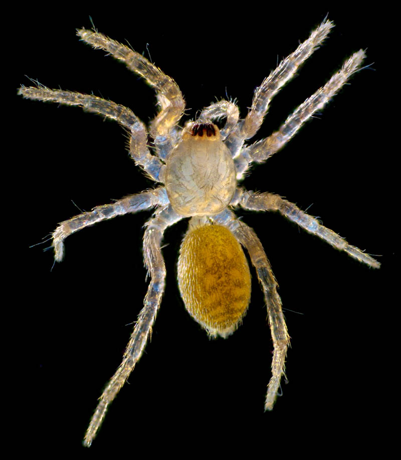 クモ目（Araneae）の画像