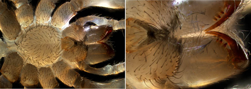 クモ目（Araneae）の画像