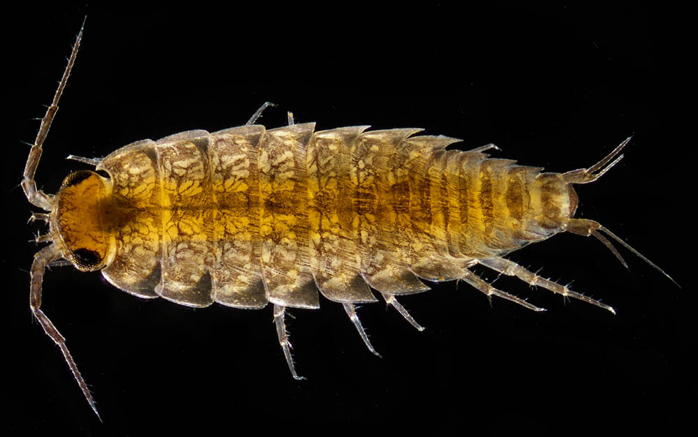 ヒメフナムシ属の1種 (Ligidium sp.)
