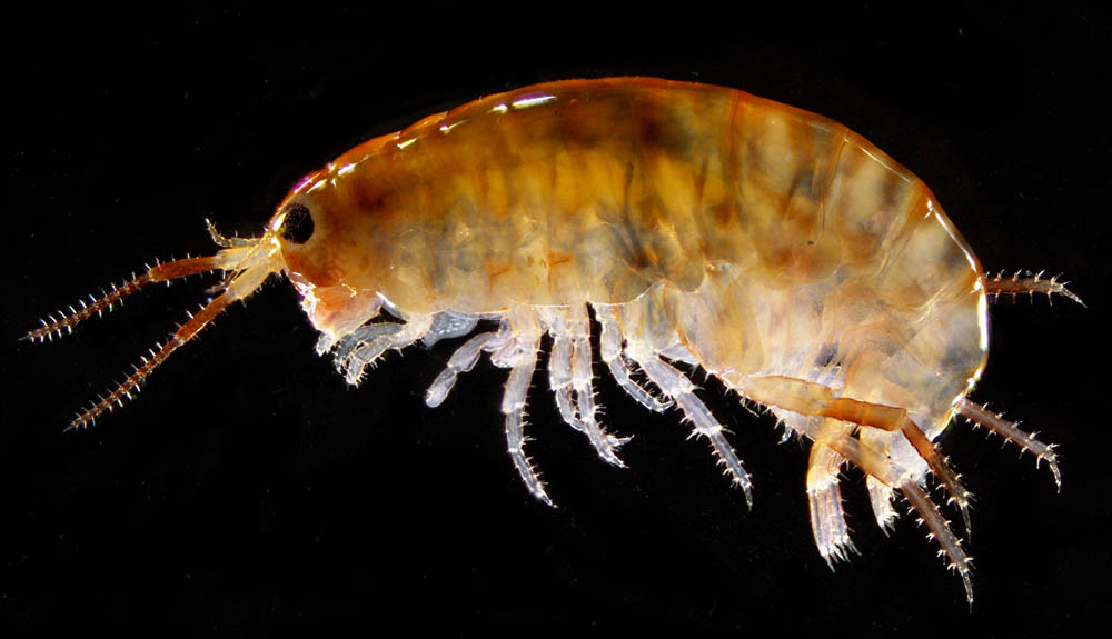 オカトビムシ（Platorchestia humicola）