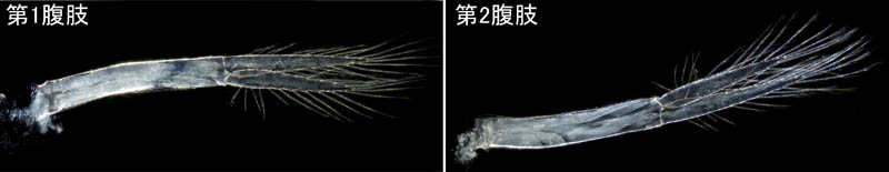 オカトビムシ（Platorchestia humicola）