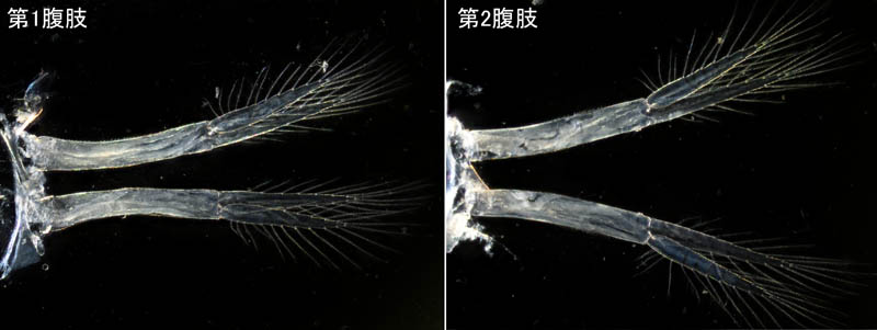 オカトビムシ（Platorchestia humicola）