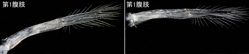 オカトビムシ（Platorchestia humicola）