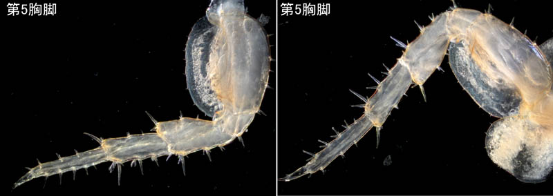 オカトビムシ（Platorchestia humicola）