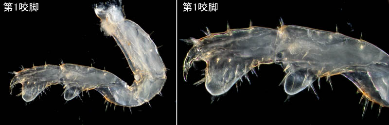 オカトビムシ（Platorchestia humicola）