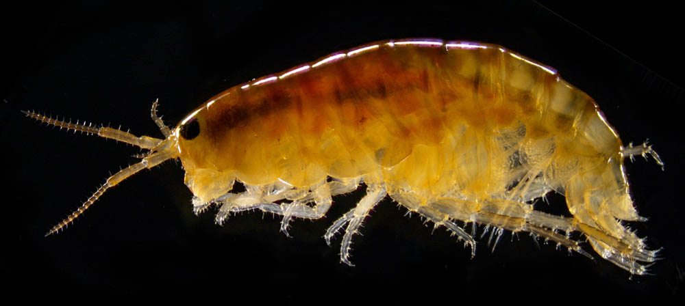 オカトビムシ（Platorchestia humicola）
