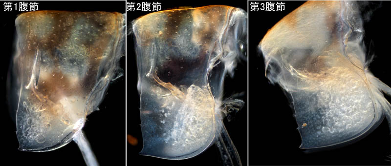 オカトビムシ（Platorchestia humicola）