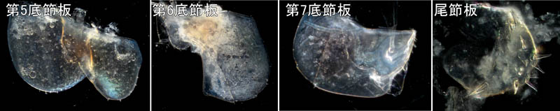 オカトビムシ（Platorchestia humicola）