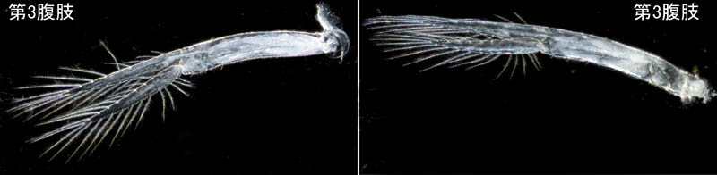 オカトビムシ（Platorchestia humicola）
