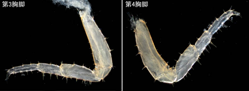 オカトビムシ（Platorchestia humicola）