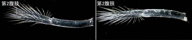 オカトビムシ（Platorchestia humicola）