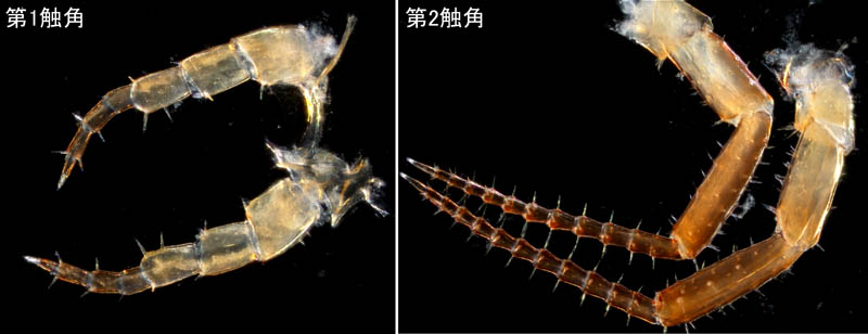 オカトビムシ（Platorchestia humicola）