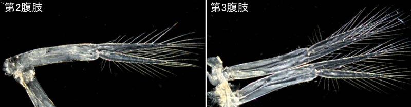 オカトビムシ（Platorchestia humicola）