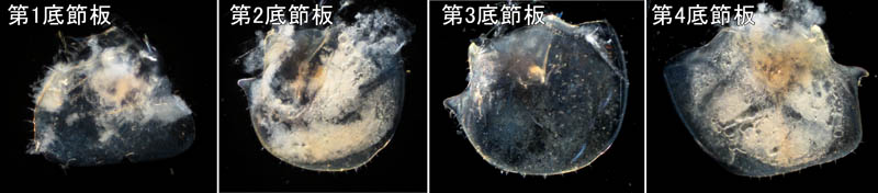 オカトビムシ（Platorchestia humicola）