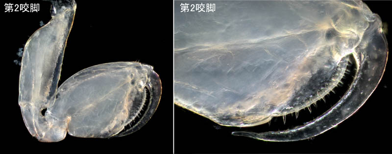 オカトビムシ（Platorchestia humicola）