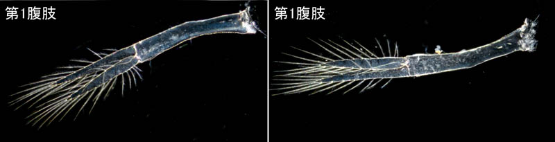 オカトビムシ（Platorchestia humicola）