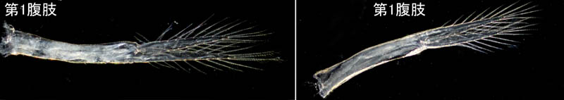 オカトビムシ（Platorchestia humicola）
