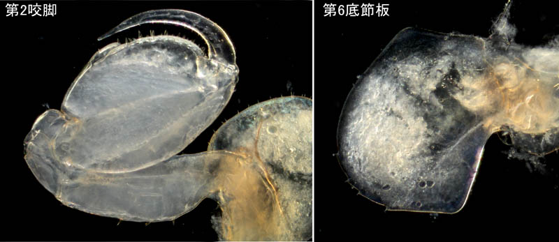 オカトビムシ（Platorchestia humicola）