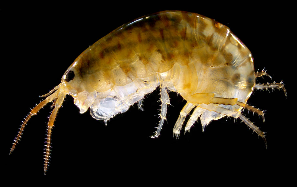 オカトビムシ（Platorchestia humicola）