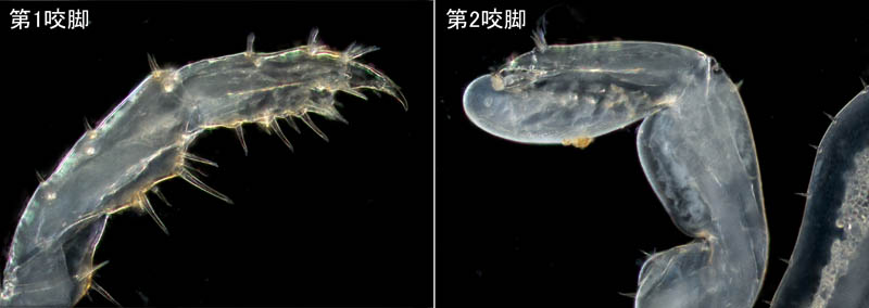 オカトビムシ（Platorchestia humicola）