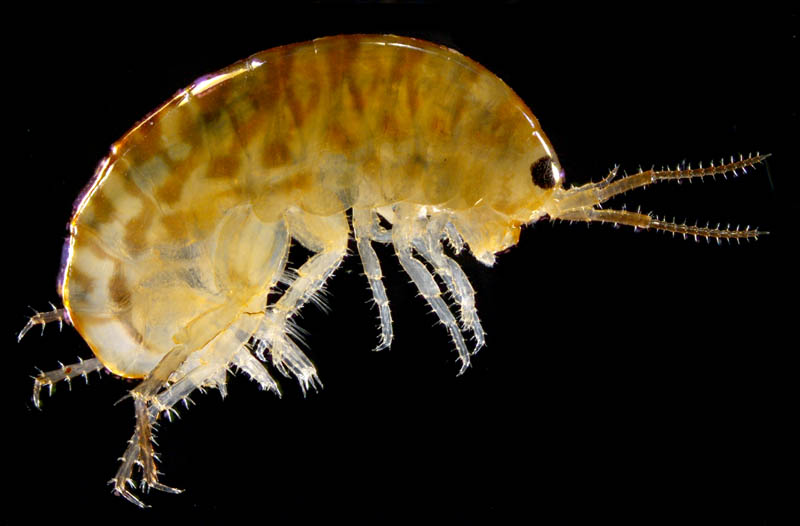 オカトビムシ（Platorchestia humicola）
