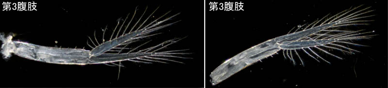 オカトビムシ（Platorchestia humicola）