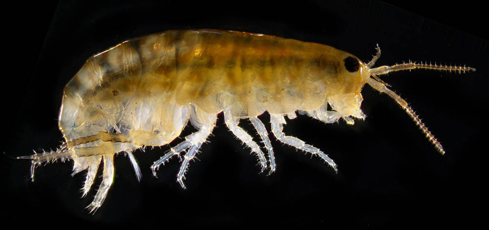 オカトビムシ（Platorchestia humicola）