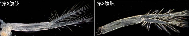 オカトビムシ（Platorchestia humicola）