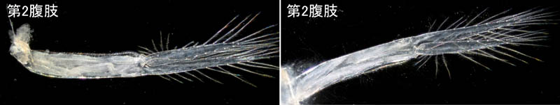 オカトビムシ（Platorchestia humicola）