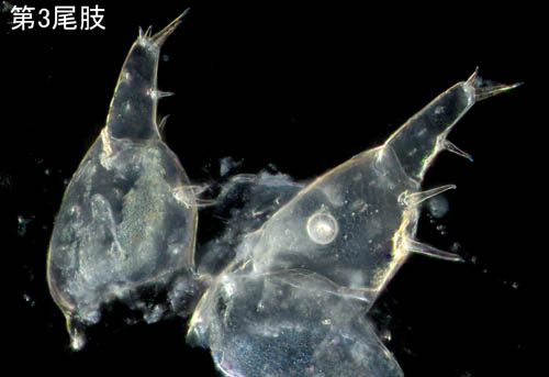 オカトビムシ（Platorchestia humicola）