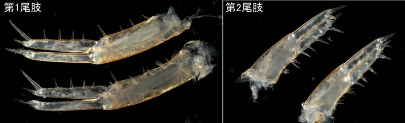 オカトビムシ（Platorchestia humicola）