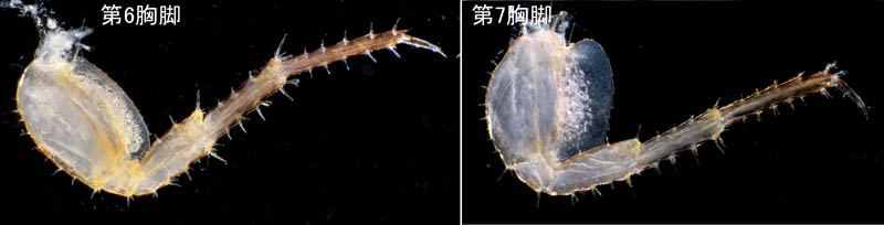 オカトビムシ（Platorchestia humicola）
