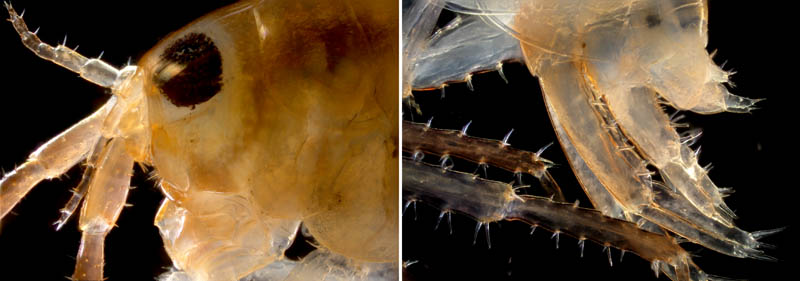 オカトビムシ（Platorchestia humicola）