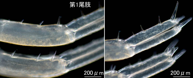 オカトビムシ（Platorchestia humicola）
