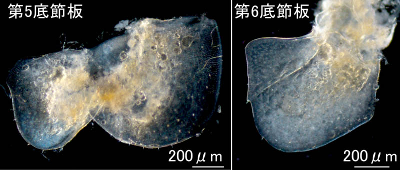 オカトビムシ（Platorchestia humicola）