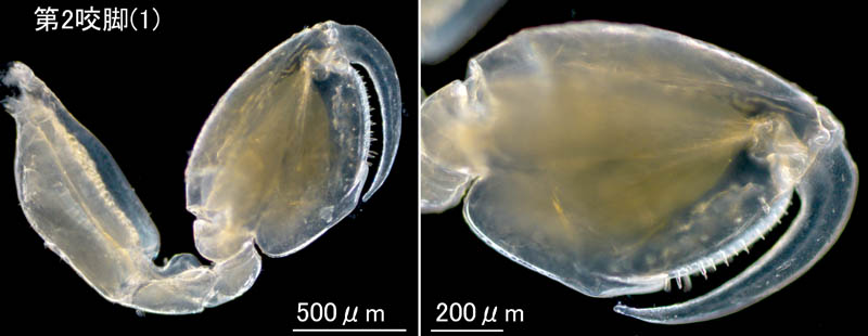 オカトビムシ（Platorchestia humicola）