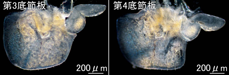 オカトビムシ（Platorchestia humicola）