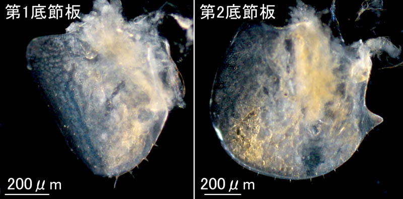オカトビムシ（Platorchestia humicola）