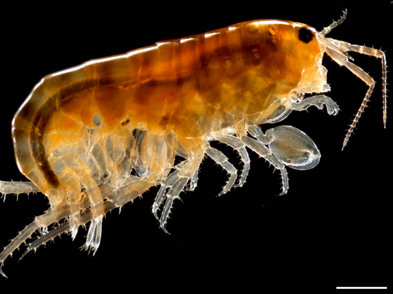 オカトビムシ（Platorchestia humicola）