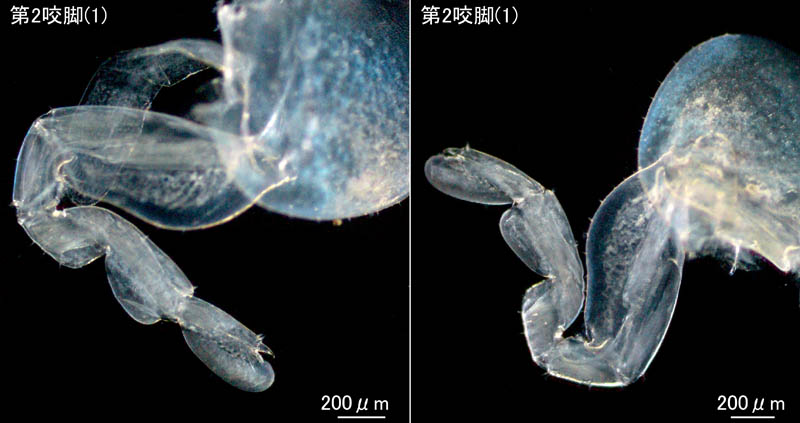 オカトビムシ（Platorchestia humicola）