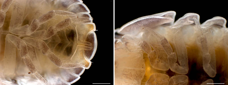 タマコシビロダンゴムシ属の1種 (Spherillo sp.)