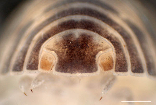 タマコシビロダンゴムシ属の1種 (Spherillo sp.)