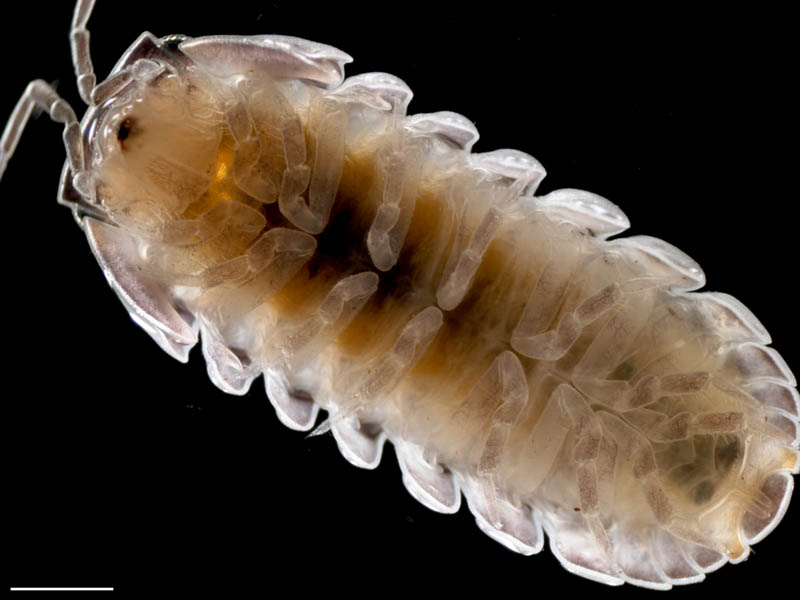 タマコシビロダンゴムシ属の1種 (Spherillo sp.)