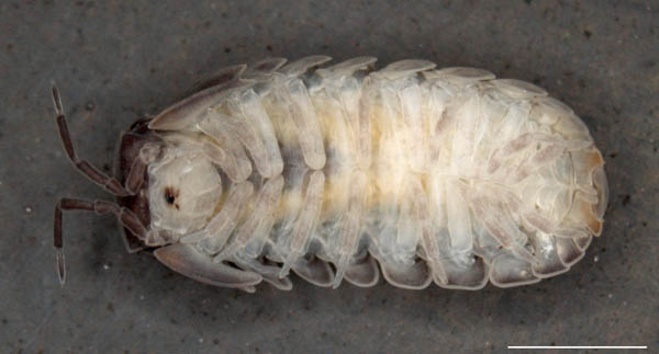 タマコシビロダンゴムシ属の1種 (Spherillo sp.)